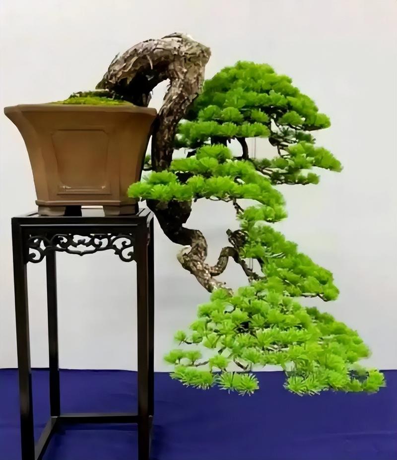 北方盆景最好养的品种-图2 北方盆景最好养的品种-图2