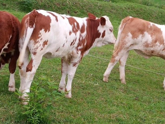 江西牛是什么品种？-图1