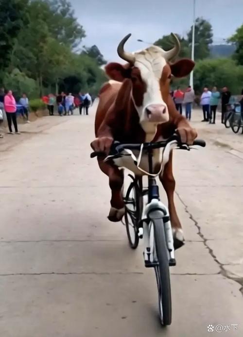 江西牛是什么品种？-图2