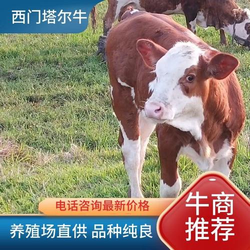 江西牛是什么品种？-图3