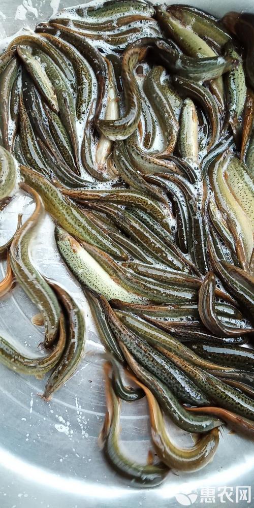 养殖泥鳅什么品种最好？-图1