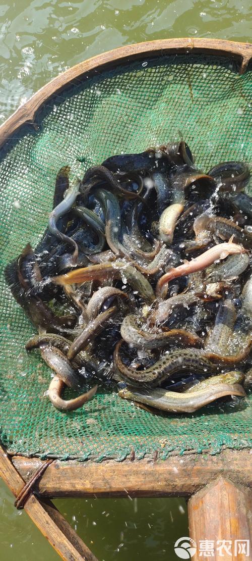 养殖泥鳅什么品种最好？-图2