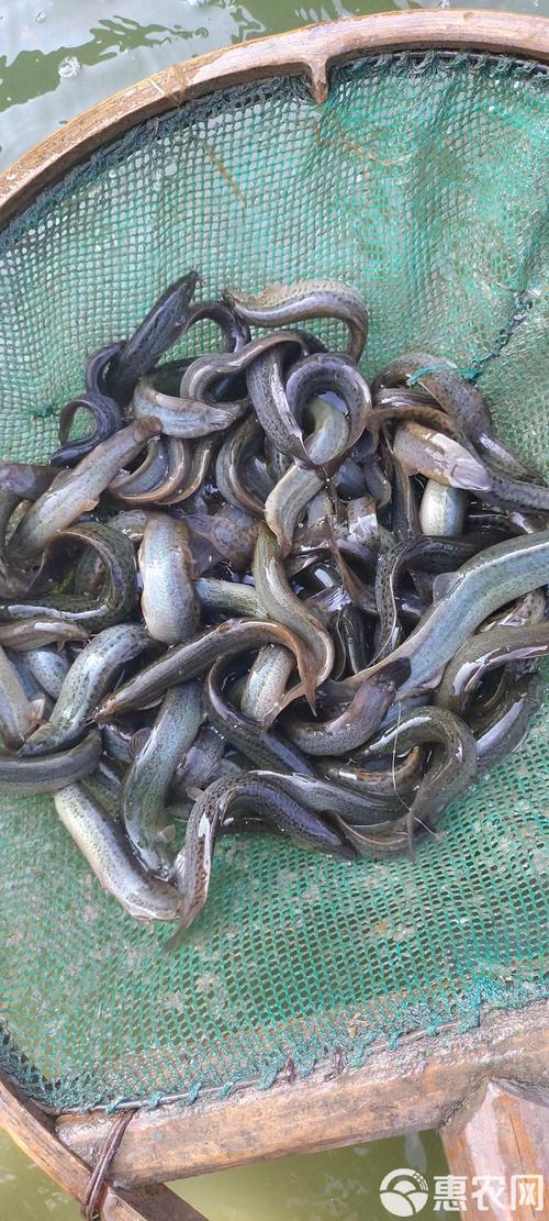 养殖泥鳅什么品种最好？-图3