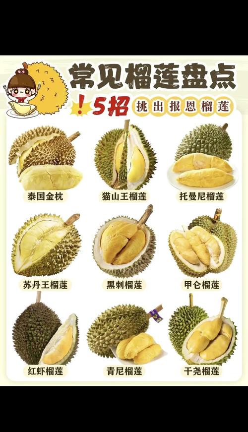什么品种的榴莲便宜点-图1
