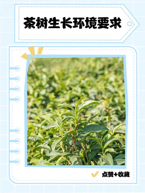 茶叶种植技术典型案例有哪些？-图2