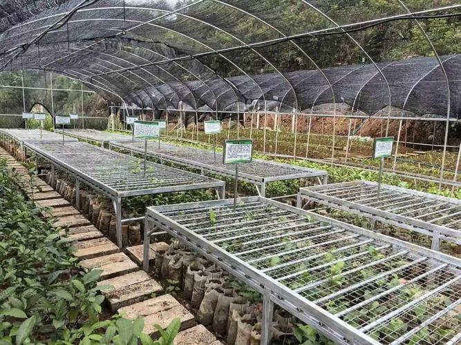 茶叶种植技术典型案例有哪些？-图3