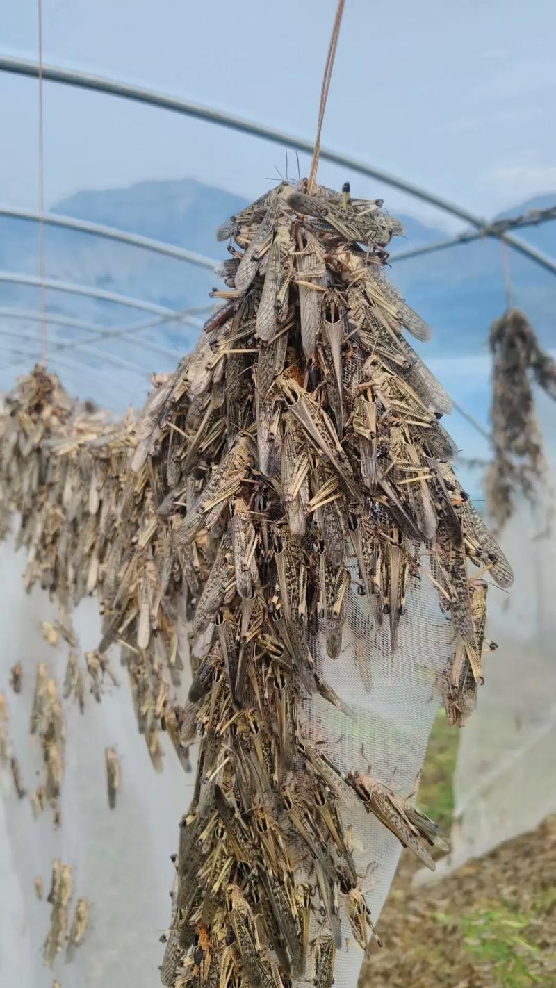 2025年蝗虫卵价格为何波动？-图1