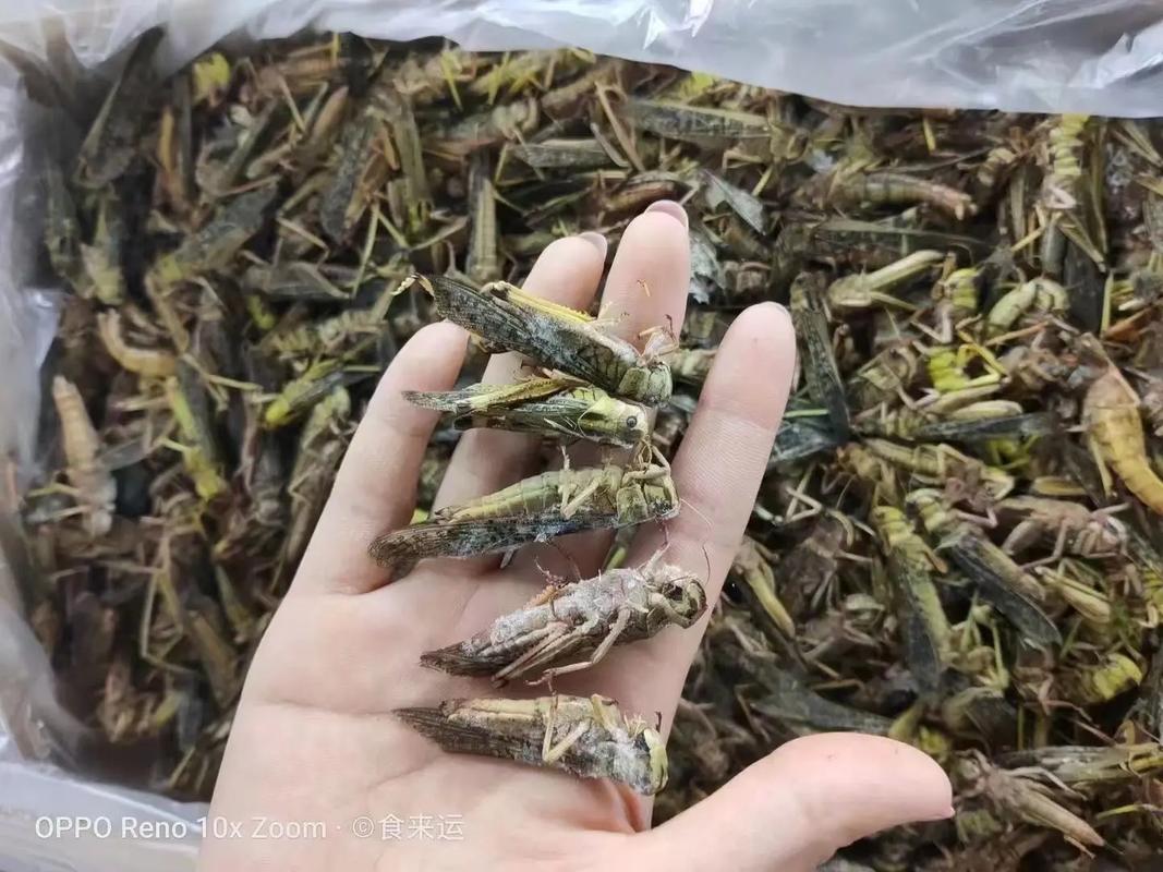 2025年蝗虫卵价格为何波动？-图3