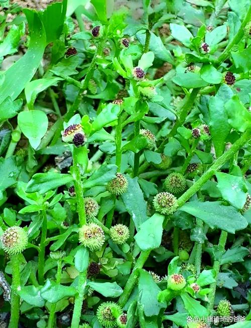 哪种水草品种是鹅爱吃的？-图2