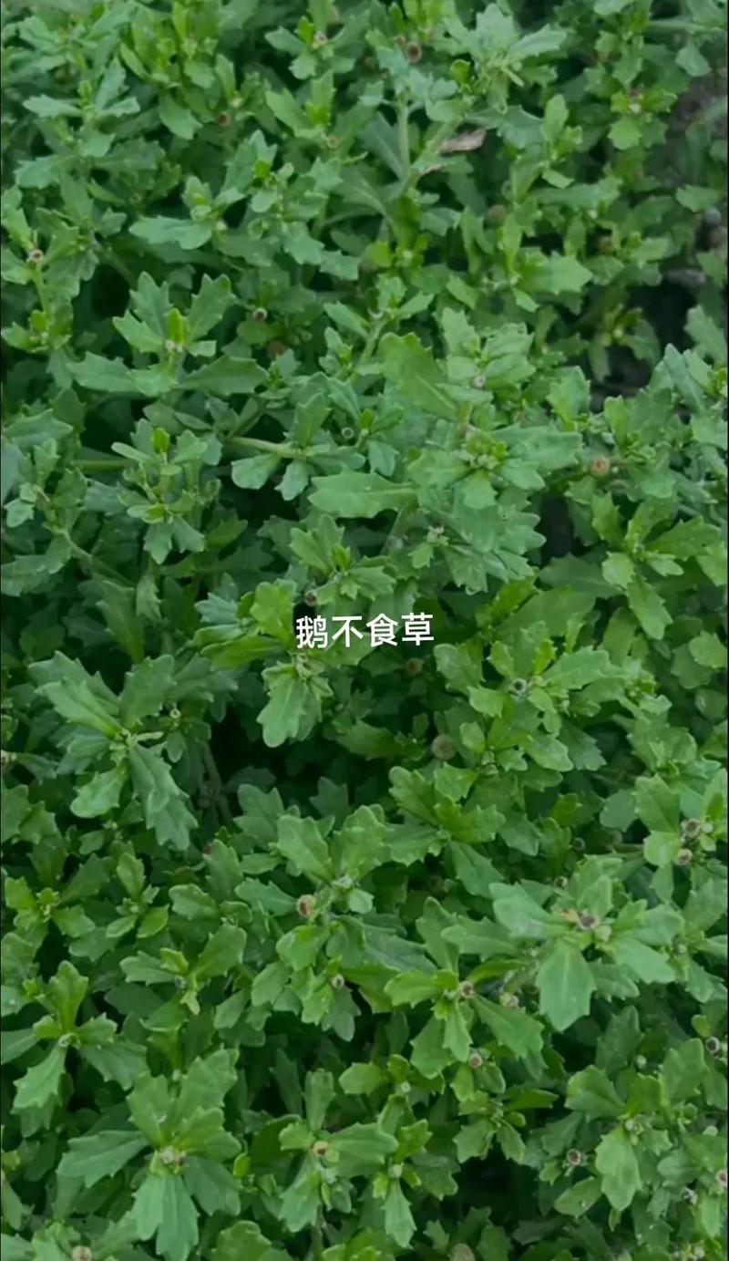 哪种水草品种是鹅爱吃的？-图3
