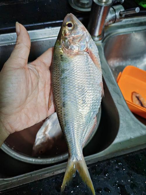 养殖黄鱼的品种有哪些-图3