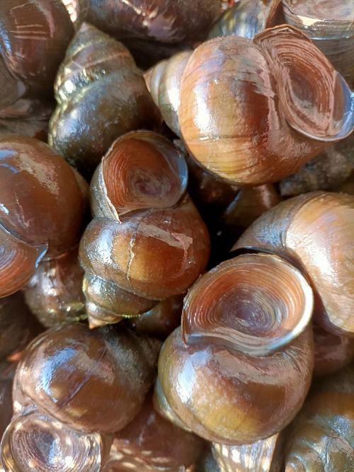 田螺价格最新行情如何？-图2