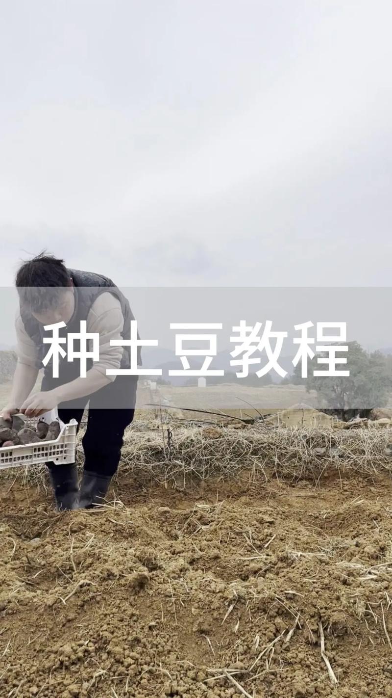 春季土豆育苗移栽技术要点有哪些？-图1