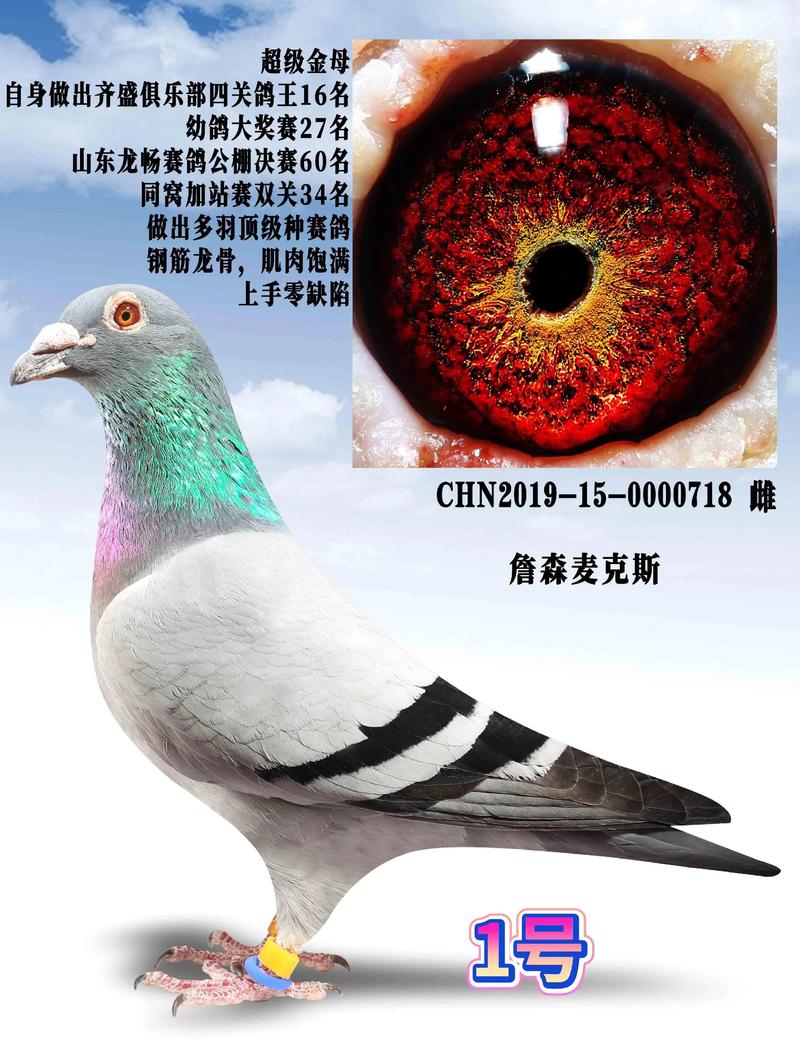 哪种肉鸽品种抗病力最强？-图2