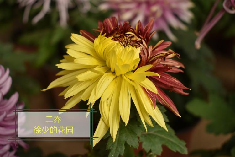 著名菊花品种知多少？-图3