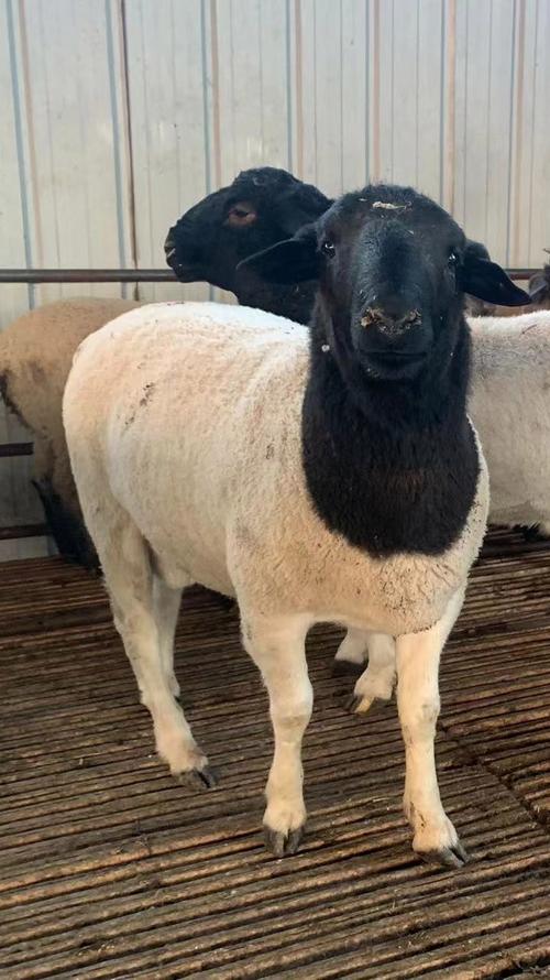 如今养羊都选什么品种最合适？-图1