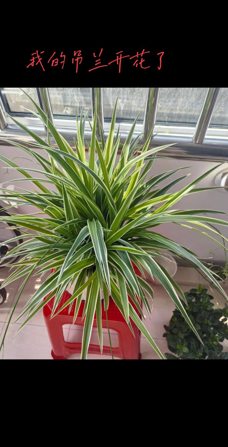 吊兰盆栽常见品种有哪些？-图2