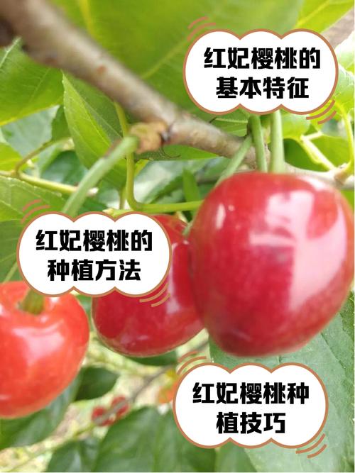大樱桃品种哪个产量高？-图1