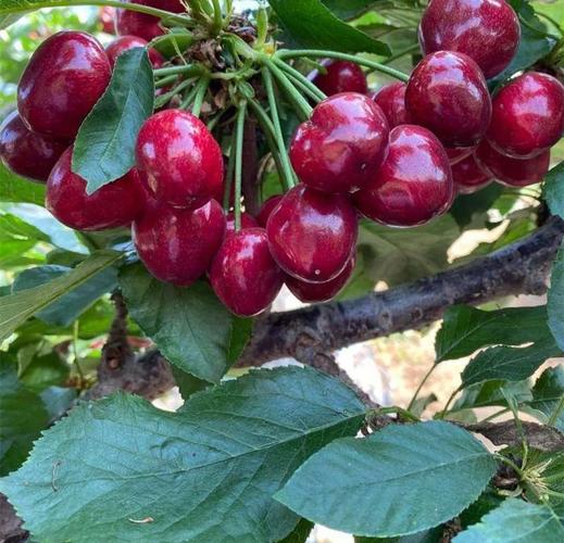 大樱桃品种哪个产量高？-图2