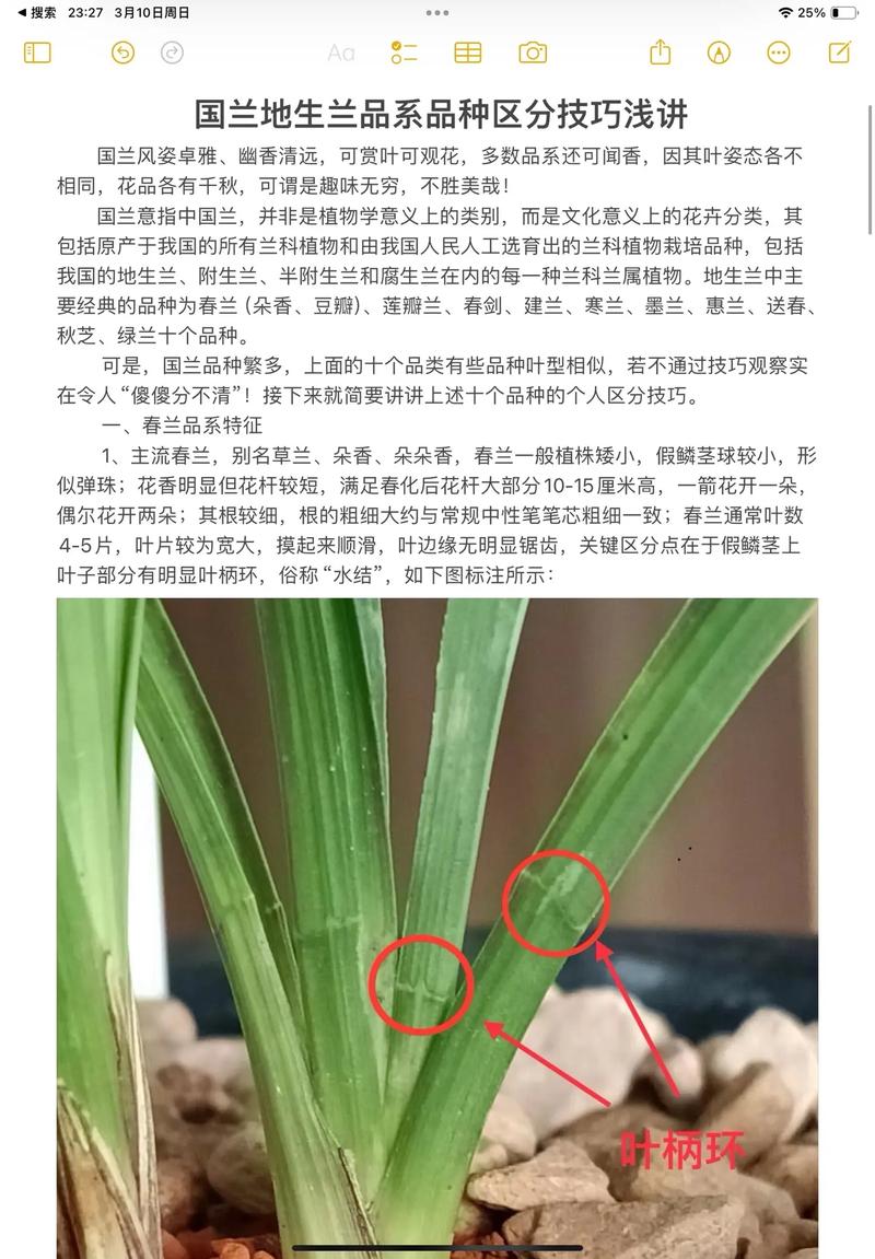 兰花品种如何从叶子辨？-图2