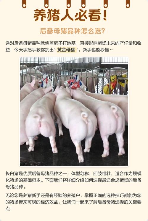 新手养猪选什么品种好？-图1