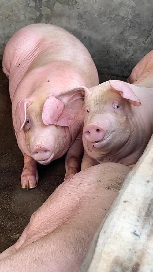 新手养猪选什么品种好？-图2