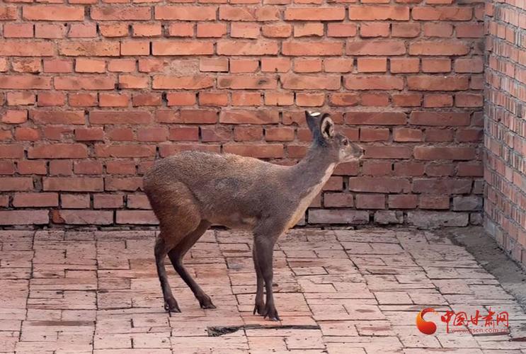 香獐子养殖成本与价格多少？-图1