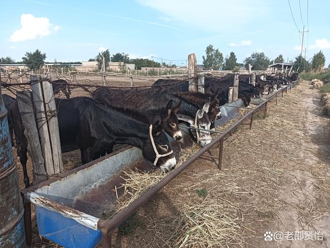 养毛驴哪个品种最赚钱？-图1