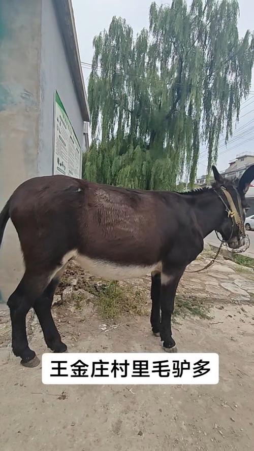 养毛驴哪个品种最赚钱？-图2