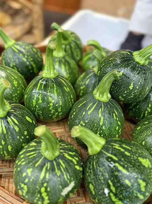 小型南瓜品种有哪些？-图1