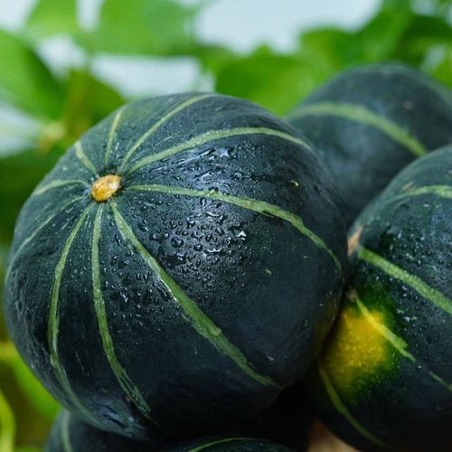 小型南瓜品种有哪些？-图2