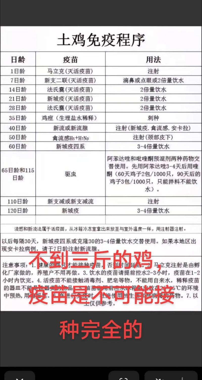 家禽规模养殖技术有哪些关键要点？-图1