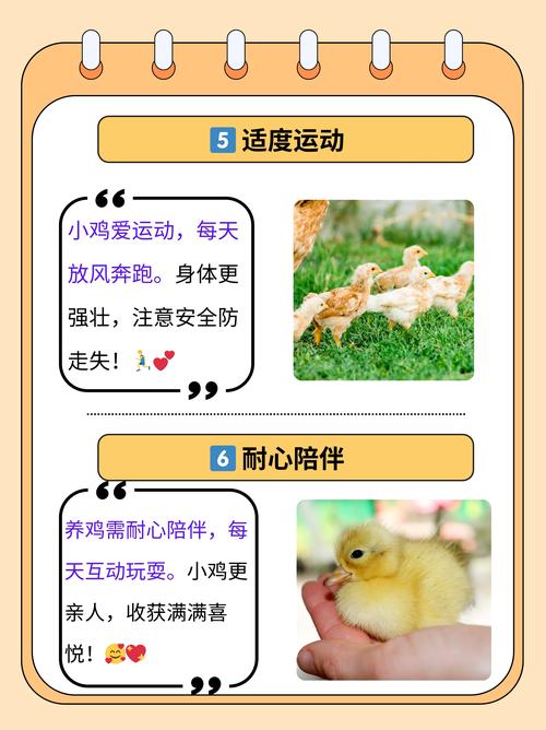 家禽规模养殖技术有哪些关键要点？-图3