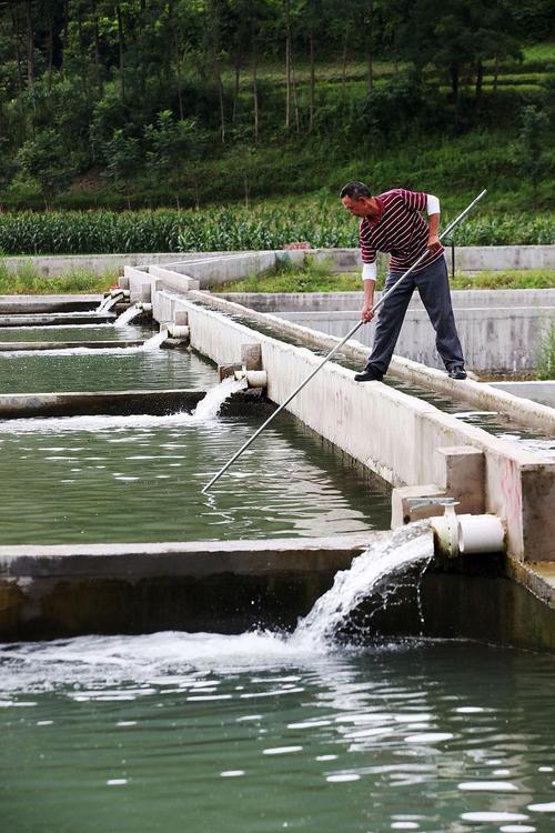 农村鱼塘养殖技术要点有哪些？-图1