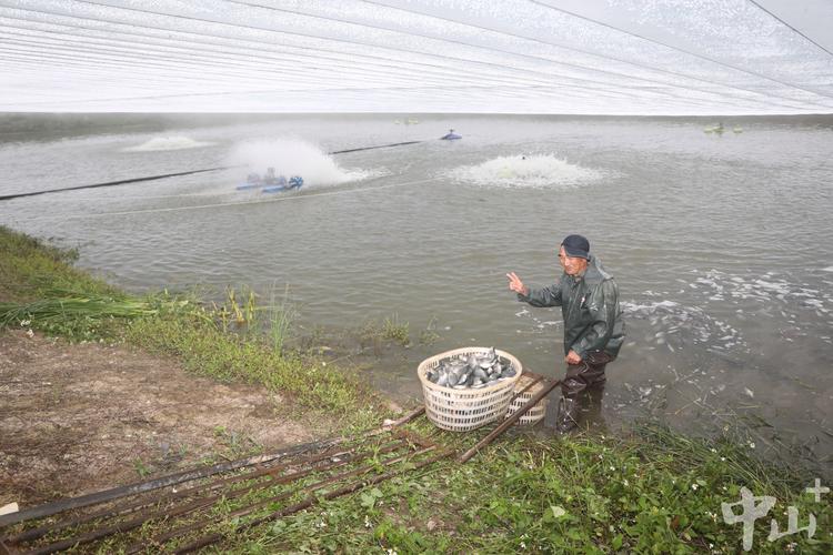 农村鱼塘养殖技术要点有哪些？-图2