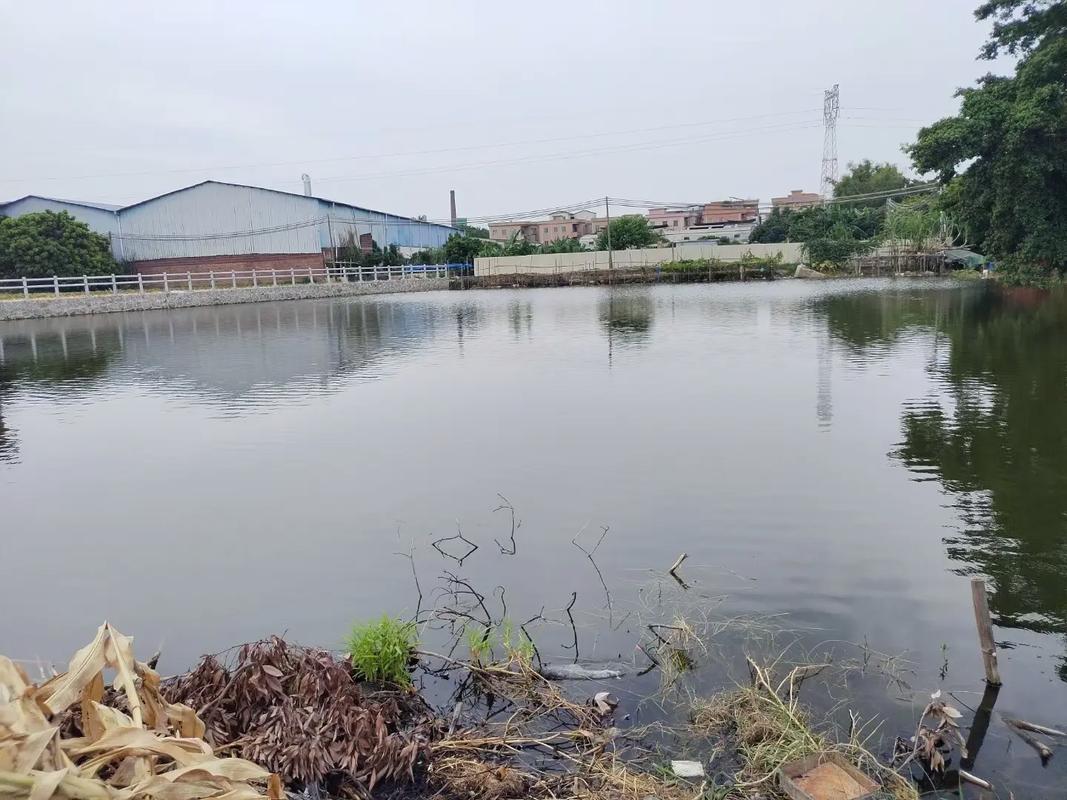 农村鱼塘养殖技术要点有哪些？-图3