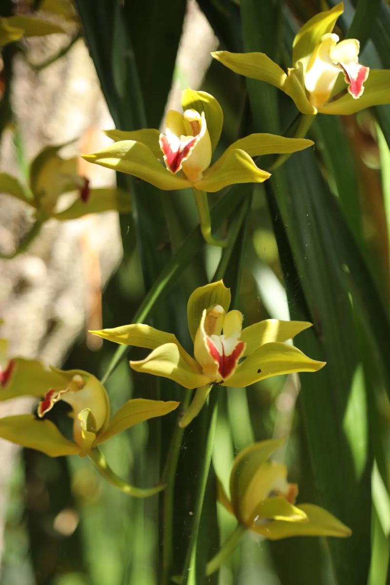 云南名贵兰花品种有哪些？-图1