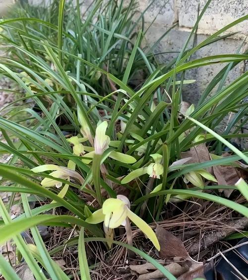 云南名贵兰花品种有哪些？-图3