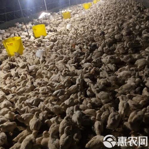 今日817杂交鸡价格多少？-图3