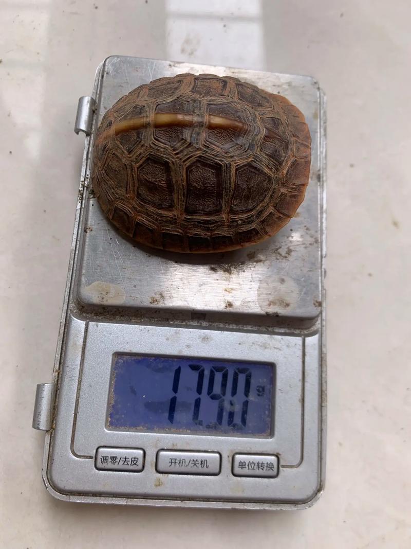 2025安缘种龟价格多少钱一只？-图2