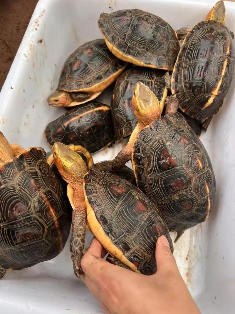 2025安缘种龟价格多少钱一只？-图3