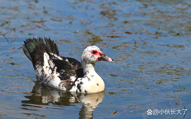 鸭子品种有哪些？附图片吗？-图3