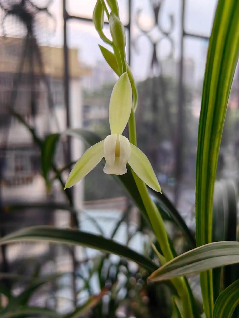 建兰金丝马尾品种好不好养？-图1