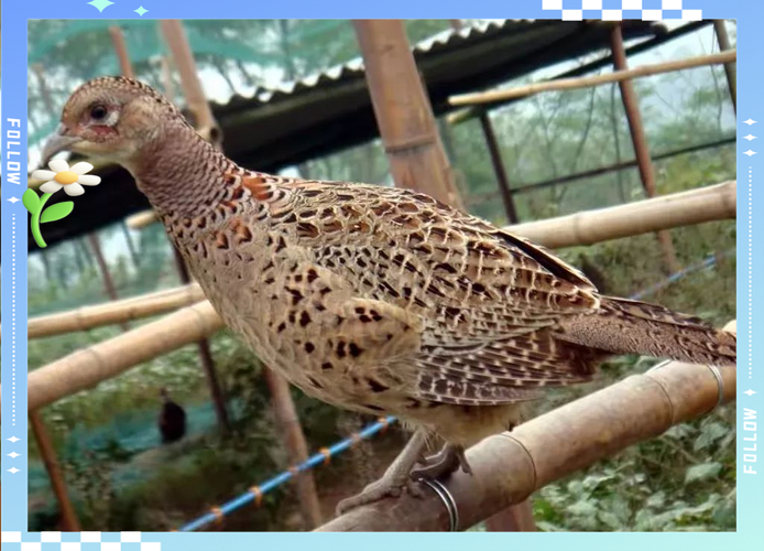 罗山山鸡养殖技术哪里学？-图1