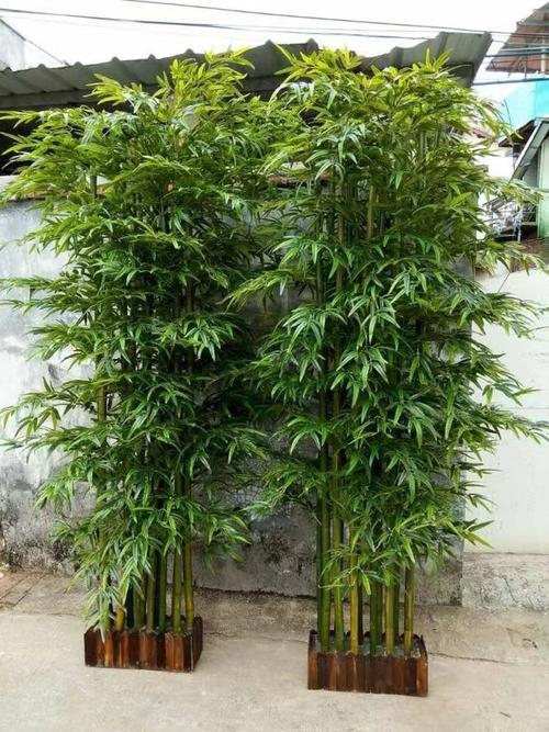 沈阳能种大型竹子吗？哪些品种适合？-图2