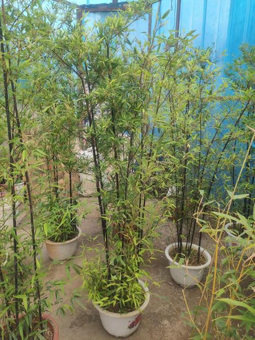 沈阳能种大型竹子吗？哪些品种适合？-图1