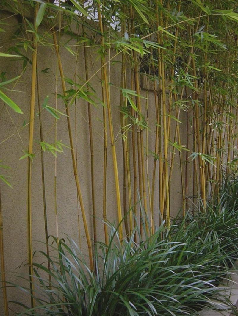 沈阳能种大型竹子吗？哪些品种适合？-图3