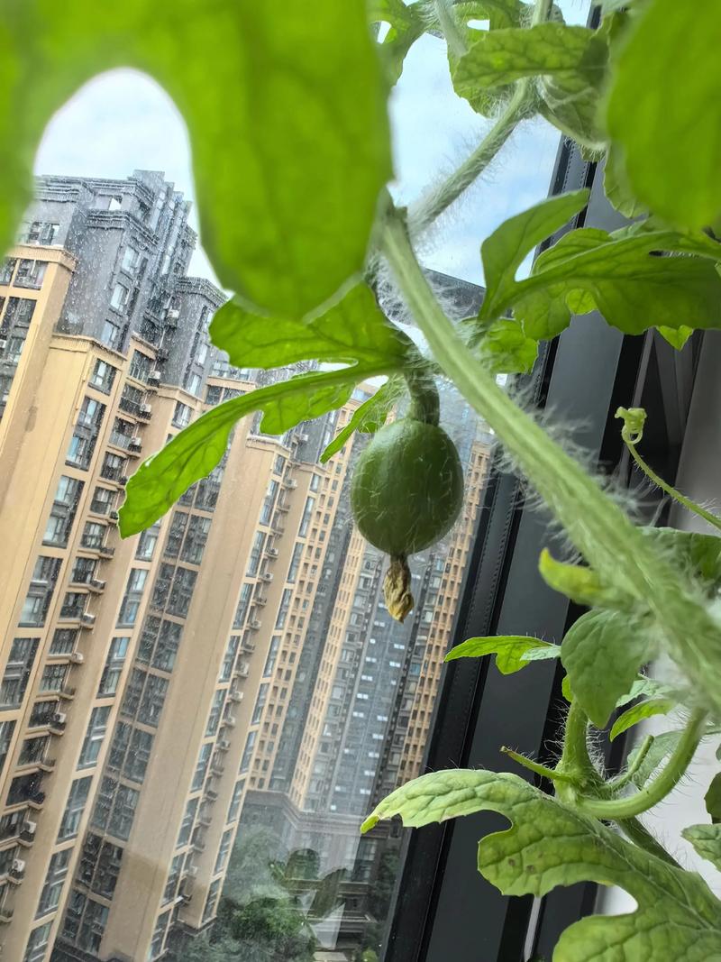 室内西瓜种植技术视频，在家也能种出大西瓜吗？-图2