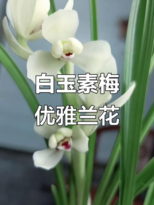 白色兰花品种名称有哪些？-图1