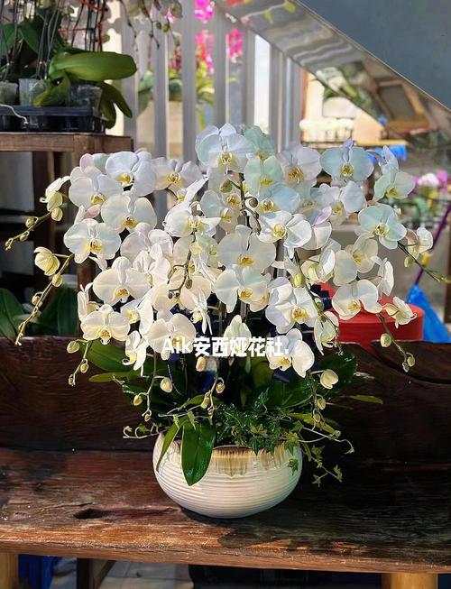 白色兰花品种名称有哪些？-图2